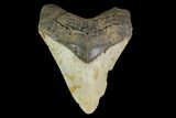 Fossil Megalodon Tooth - North Carolina #124914-1